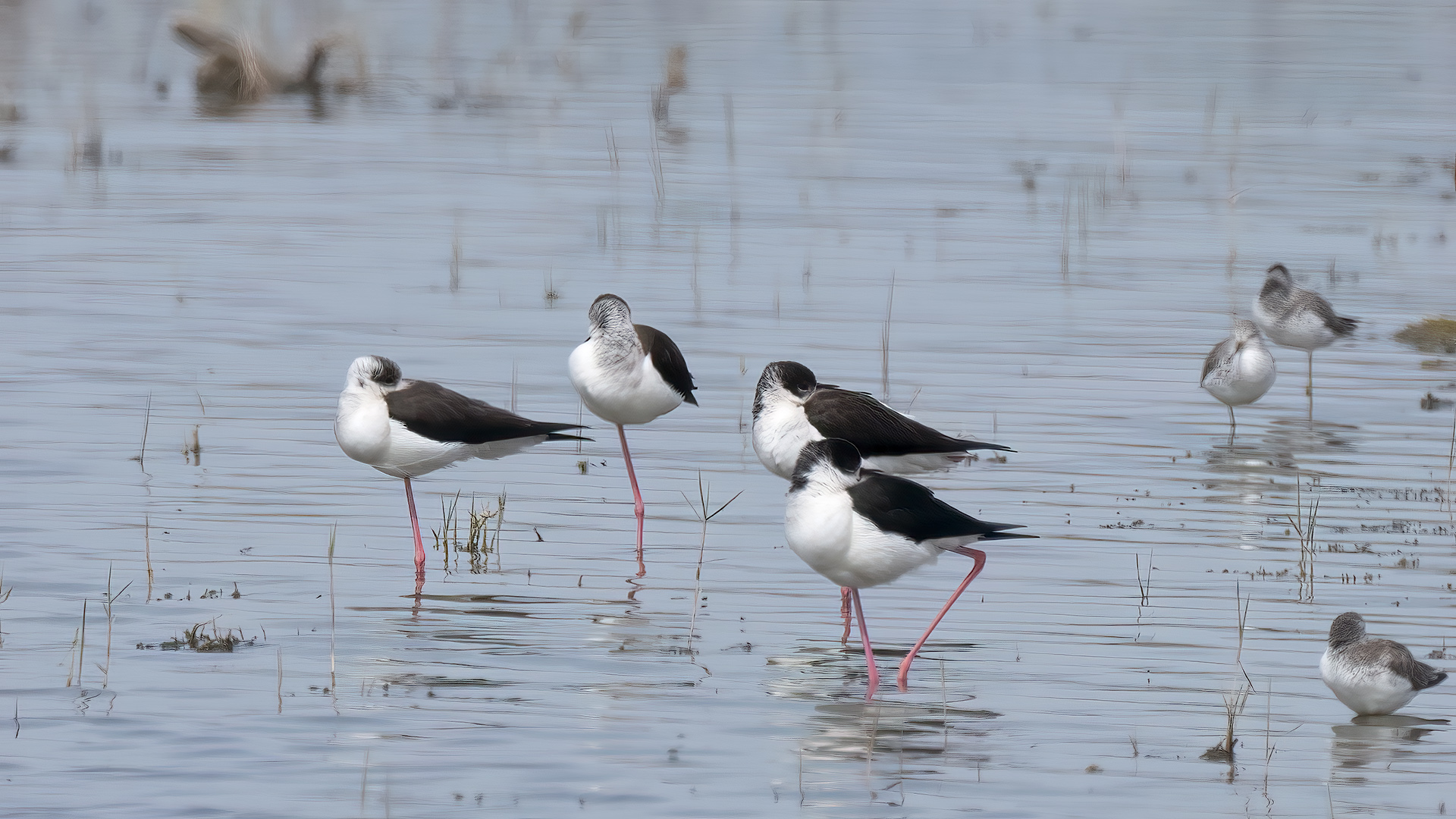 Black-winged Stilt